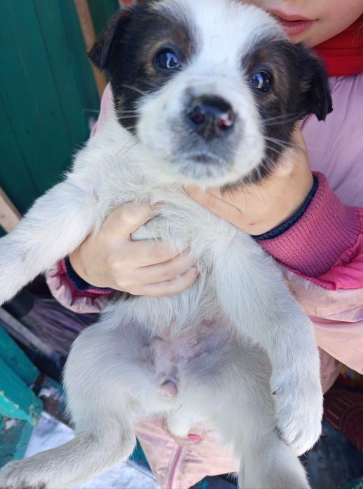 Отдам щенков в добрые руки