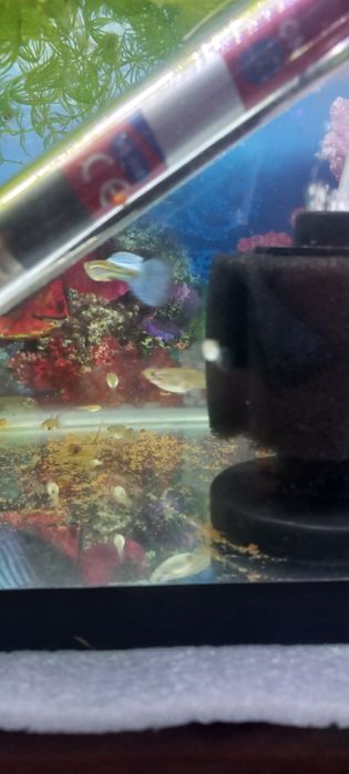 Harxil turdagi baliq akvarium bor juda arzon narxlarda