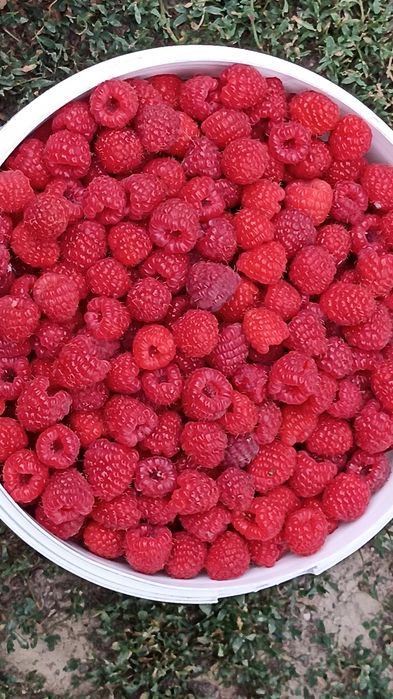 Продам домашний малина