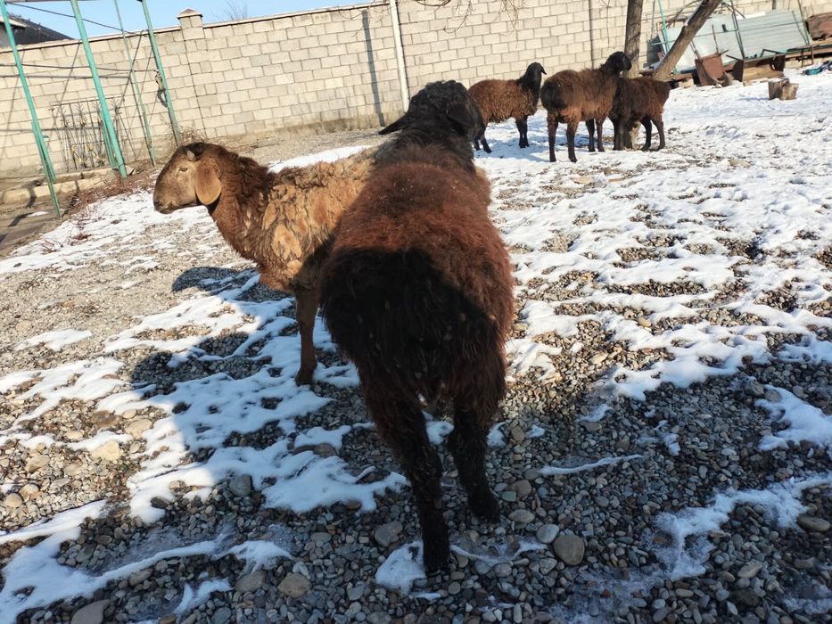 Қошқар сатылады