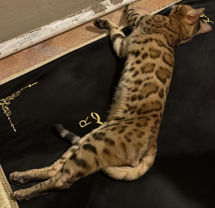 Отдам на время кота