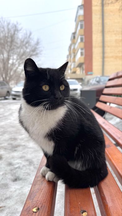 Отдам кота, ищу дом для кота