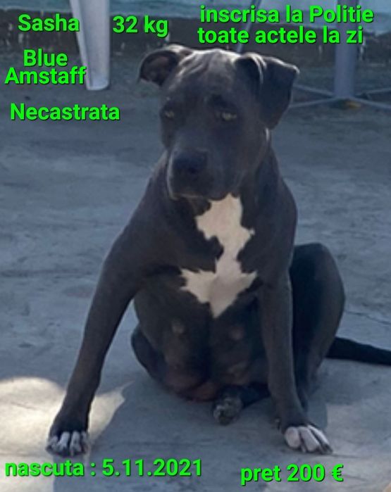 Amstaff Blue si familia ei