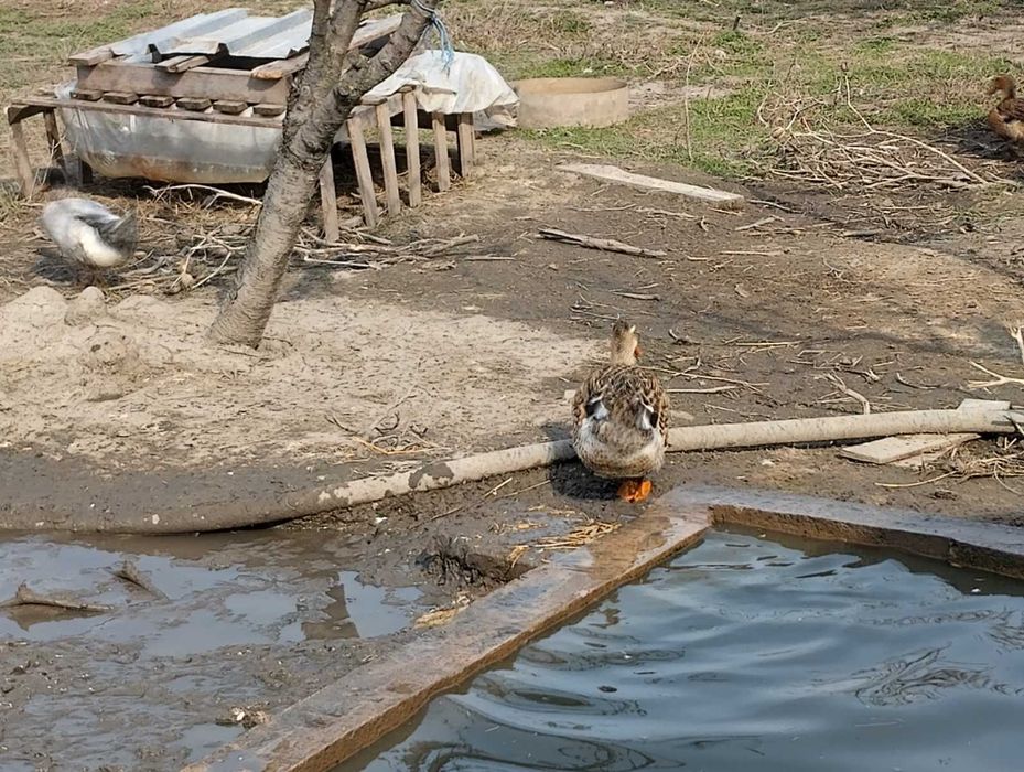Патешки оплодени яйца.