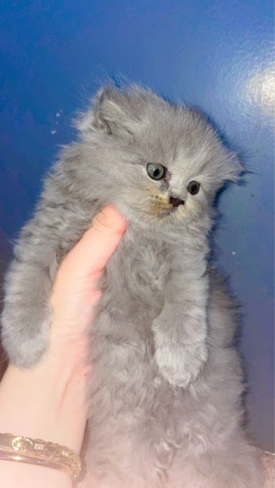 Skottish hayland strayt va fold