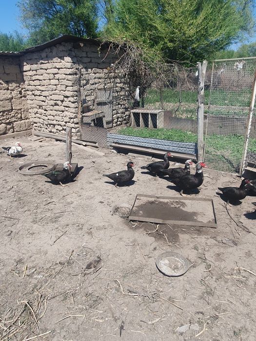 Продам взрослых индоуток