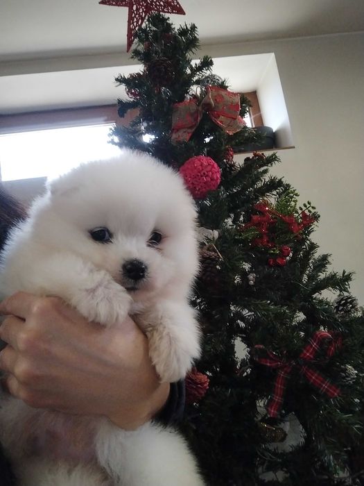 Прекрасни самоедчета.