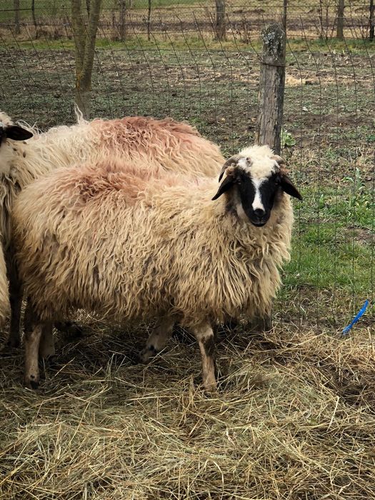 Vand mieluta brează