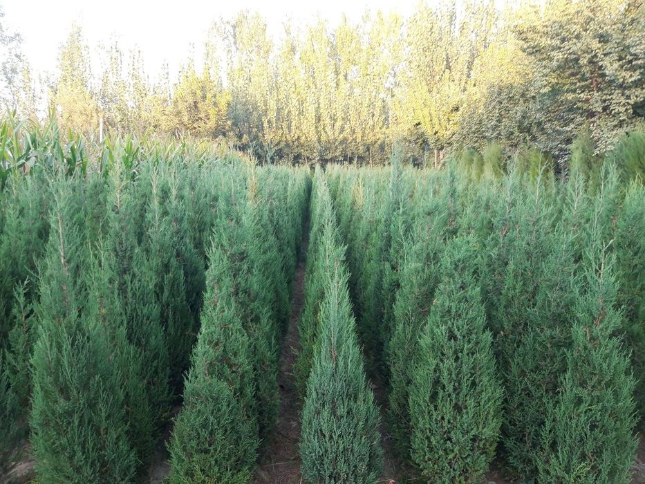 Маржавеник арчалар