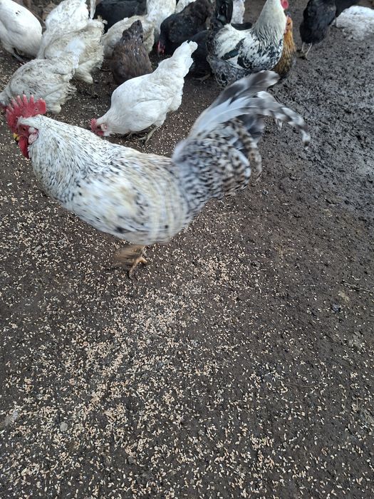 Продам петуха молодого