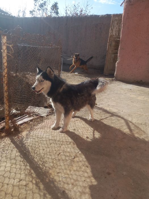 laqabi gerda 10 oylik emlangan.