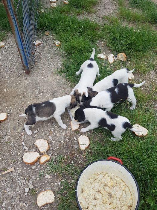 Donez catei rasa comuna