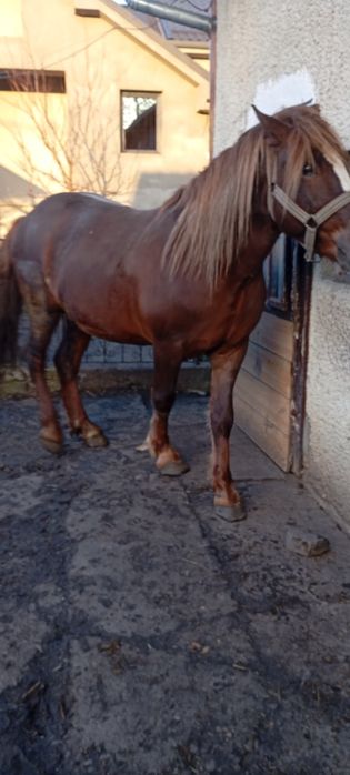 Vând armasar în vârstă de 3 ani!!!