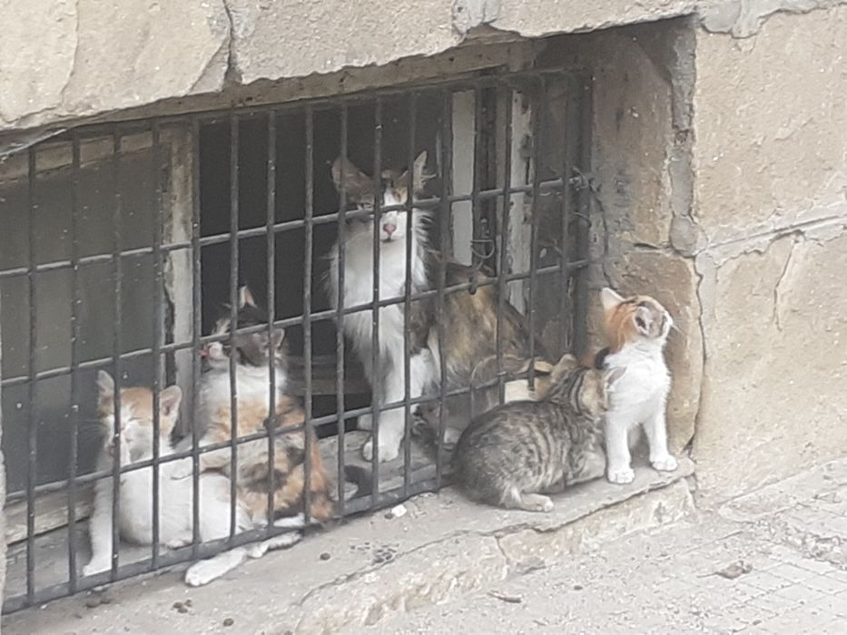 Две женски трицветни котенца търсят дом