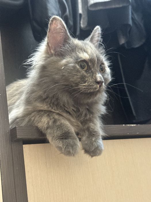 отдам кошку в хорошие руки
