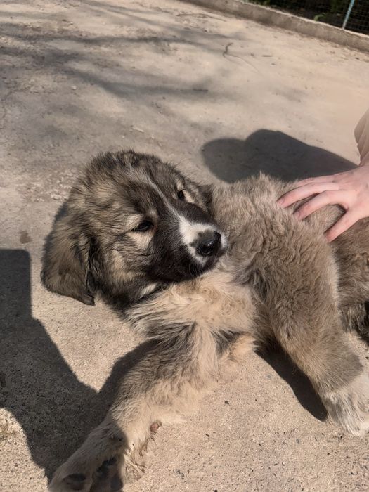 Отдам щенком в добрые руки