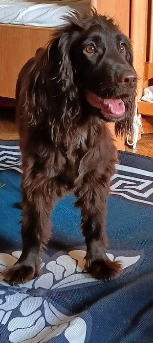 Щенок Русский охотничий спаниель