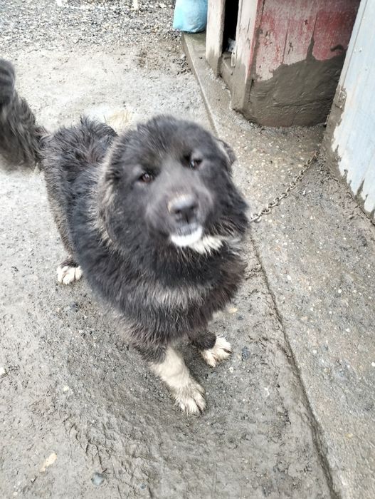 Vind cățelușă de rasă Ciobanesc de Bucovina corb