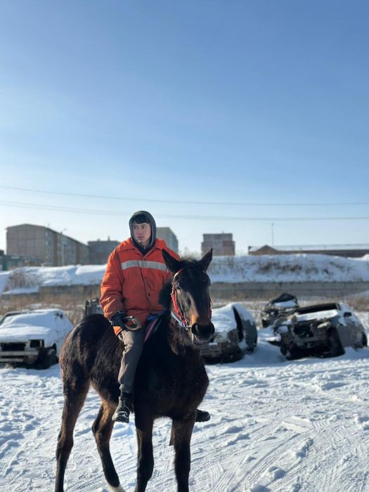 Таза қан байтал шғар ағылшын