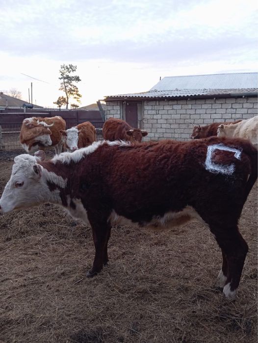 Бойдақ қашар сатылады 1,5 ақбас тұқымды