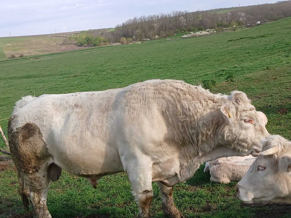 Taur montă cheroles