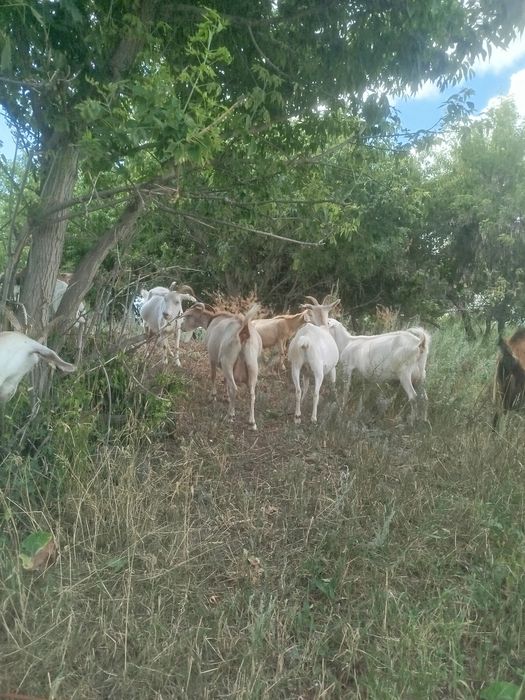Продам дойных коз и козочек.