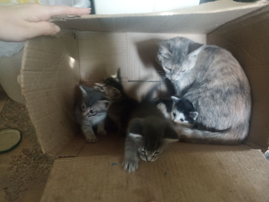 Одам котят в добрые руки