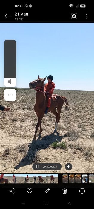 Сұнқар атты құнан сатылады.