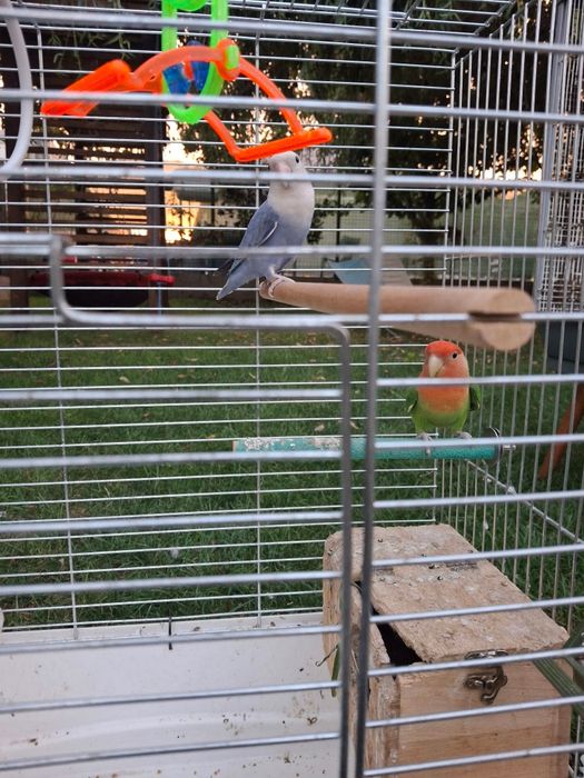 Agapornis.+ Voliera