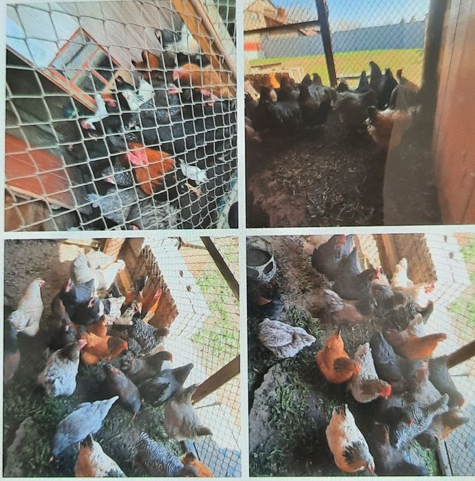 Продам куры домашние