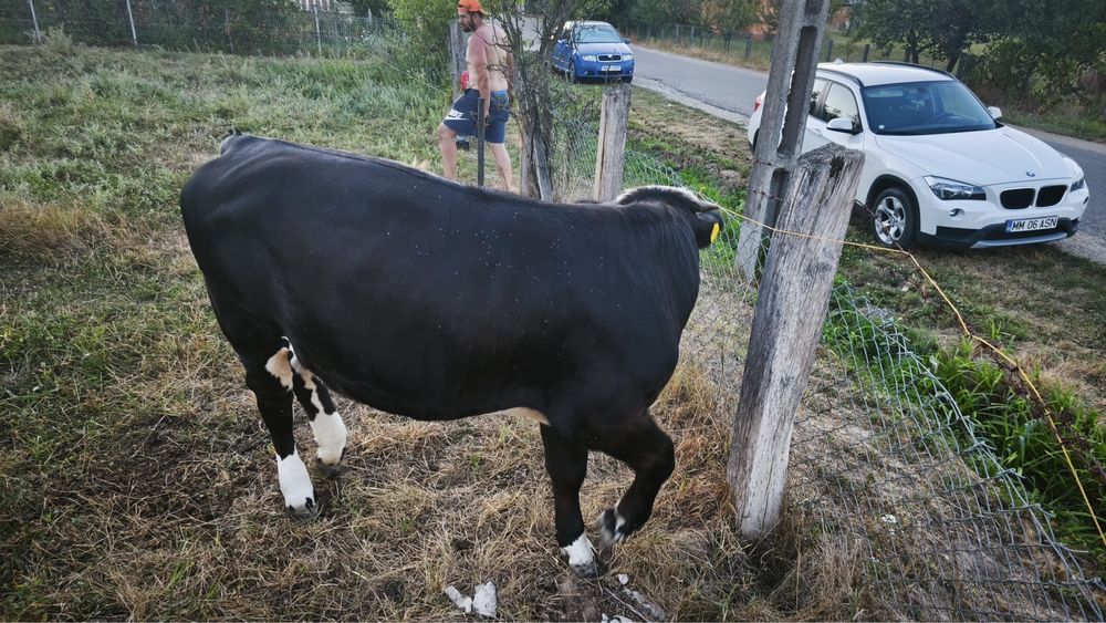 Vând junincă bălțată