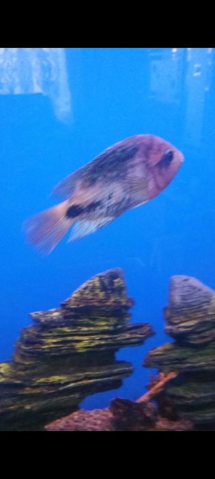 Аквариум 1500 литров