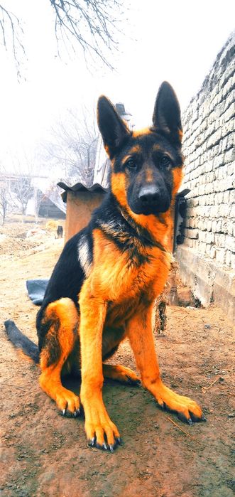 Nemis afcharkasi | Немецкая афчарка|Sotiladigan it |Sotiladigan kuchuk