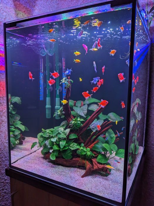 Аквариумные рыбки.