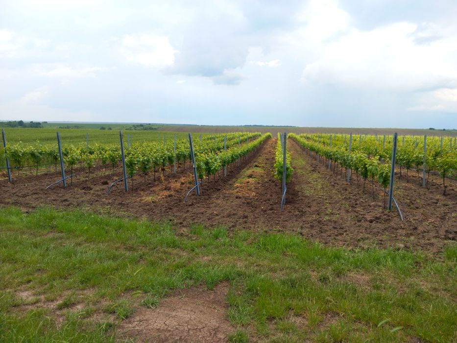 VIE ALTOI ITALIAN ,Tanara ,3 si 5 ani