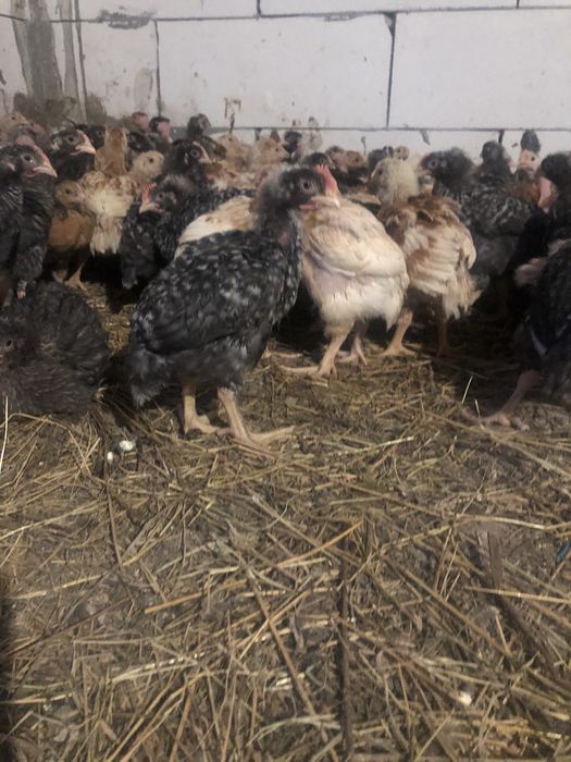 Găini albe de carne