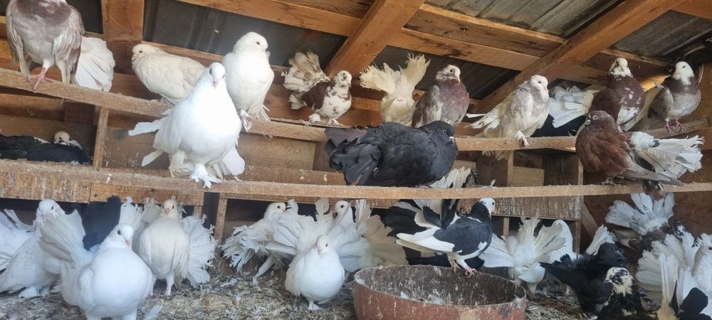 Vand porumbei rotati