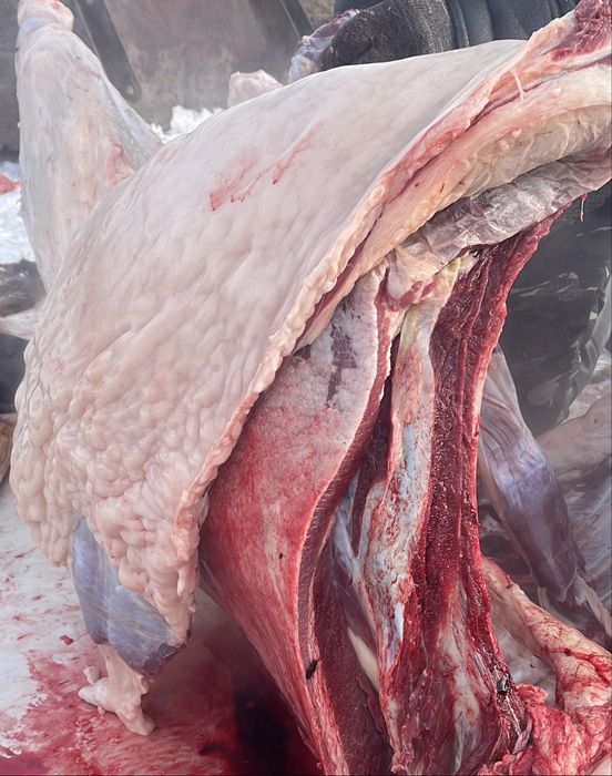 Продам согым, тай.