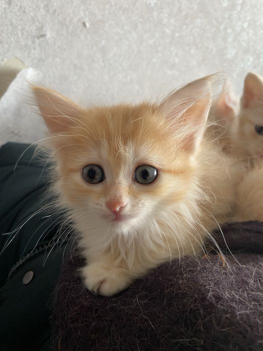 Котята ищут добрых хозяев