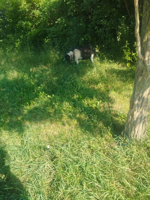 Vând țap și ieduțe.