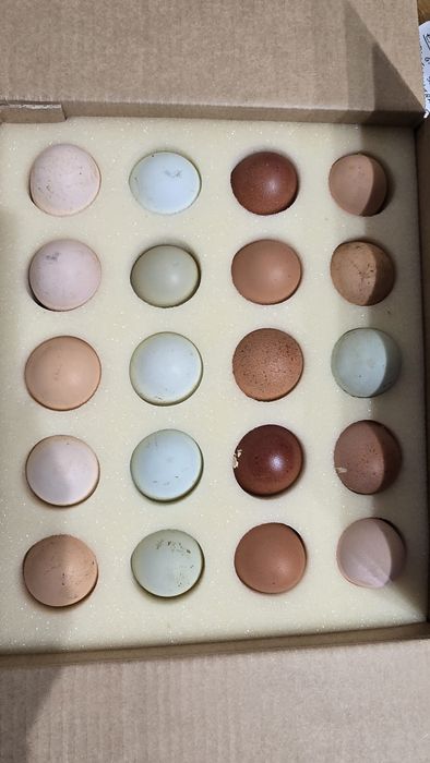 Ouă pentru incubaþie