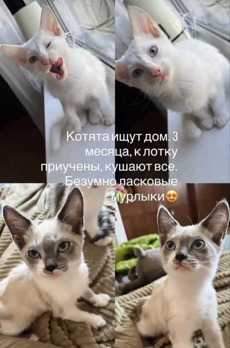 Котята девочка и мальчик
