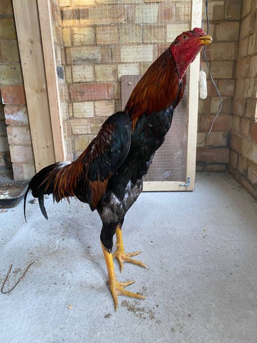 Dakan xoroz sotiladi