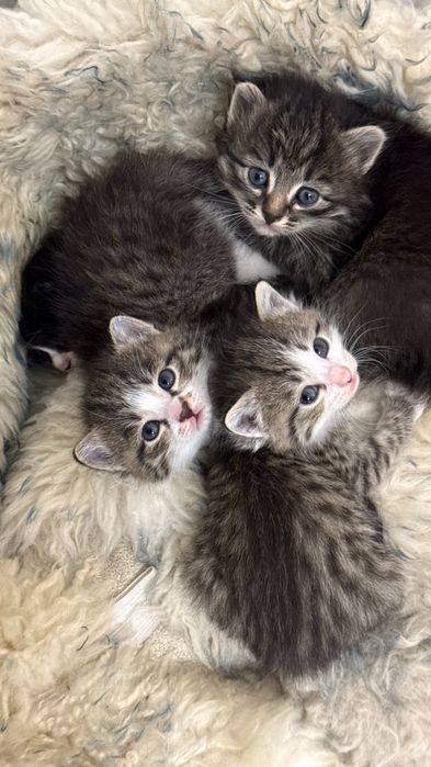 Котята бесплатно