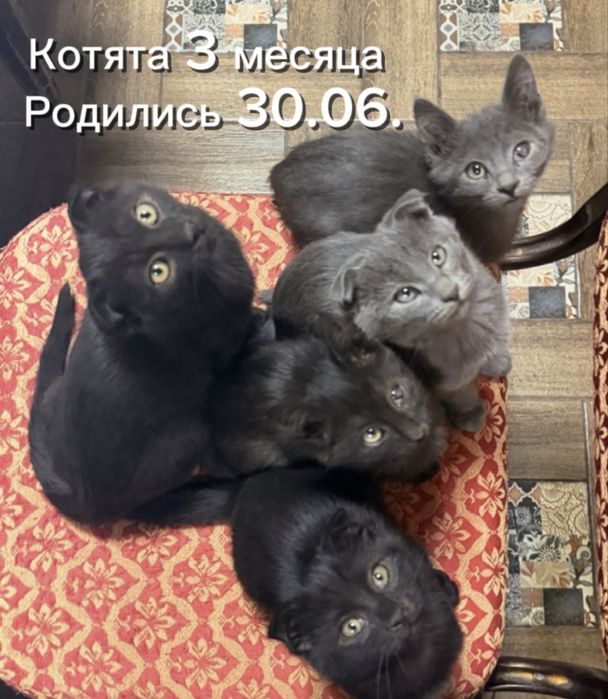 Котята 3 месячные