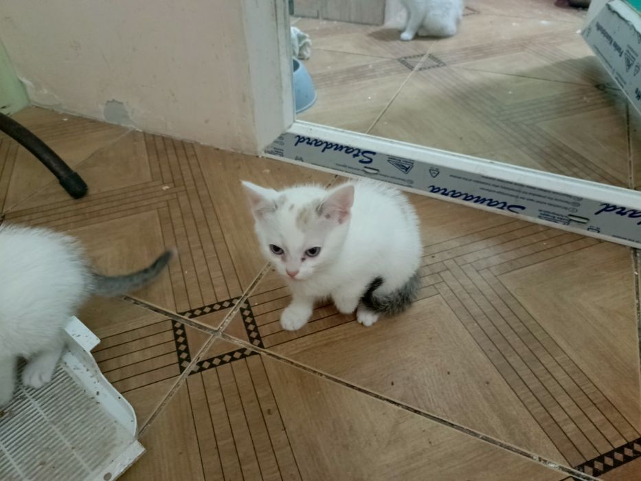 Коята белые в хорошие руки