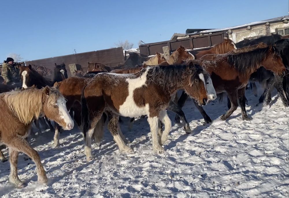 Продам кобылу 2 года