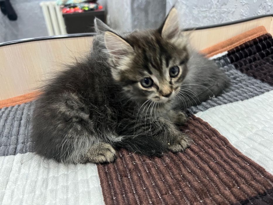 Шотланские котята