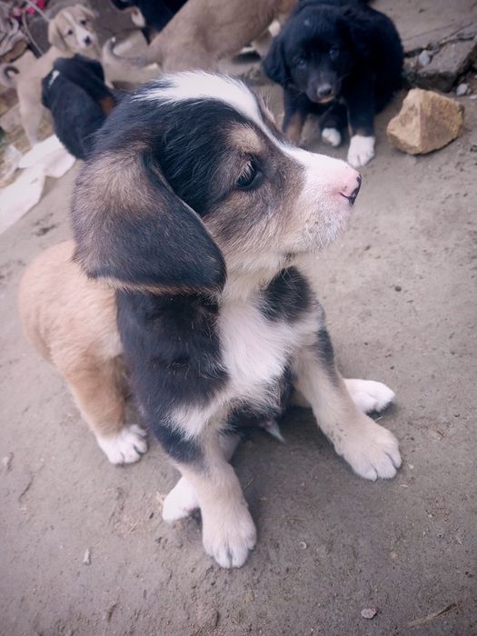 Собачка продаётся