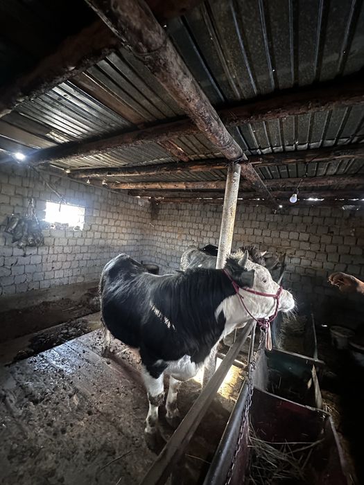 Бұққа  сатылады